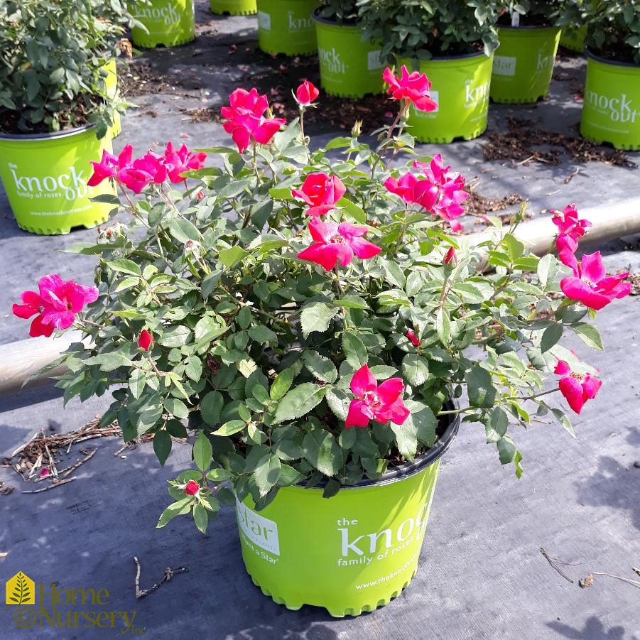 Knock Out Rose